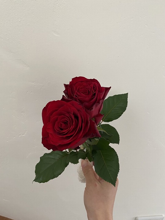 プロポーズの赤い薔薇