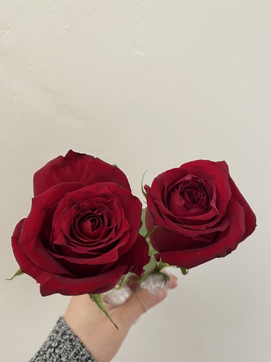 プロポーズの赤いバラ