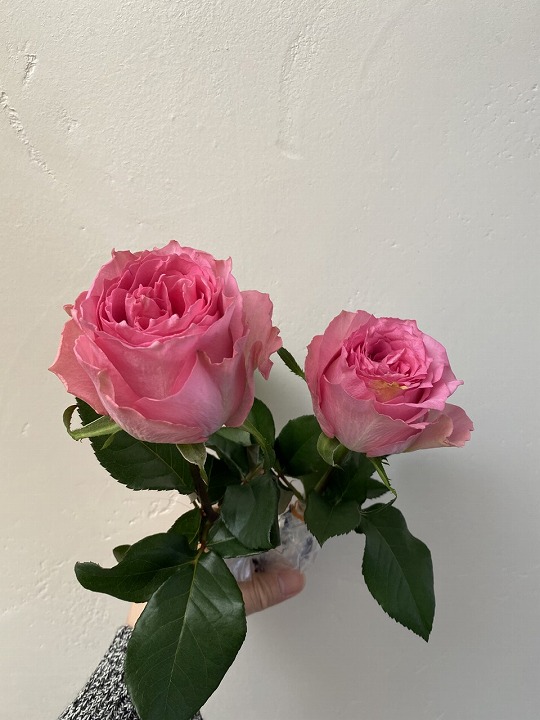 プロポーズのピンク色のバラ