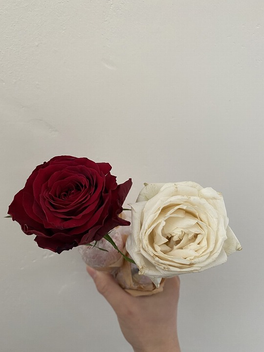 プロポーズの白いバラ