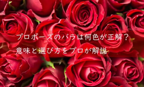 プロポーズのバラは何色が正解？意味と選び方をプロが解説