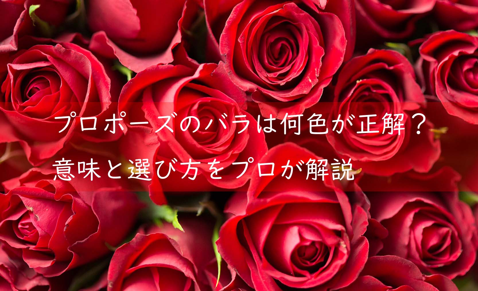 プロポーズのバラは何色が正解？意味と選び方をプロが解説