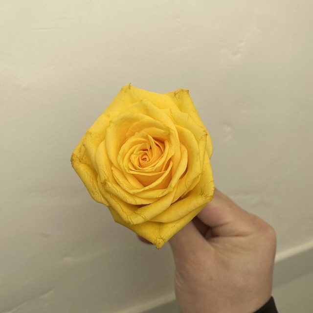 プロポーズの1本の黄色のバラ