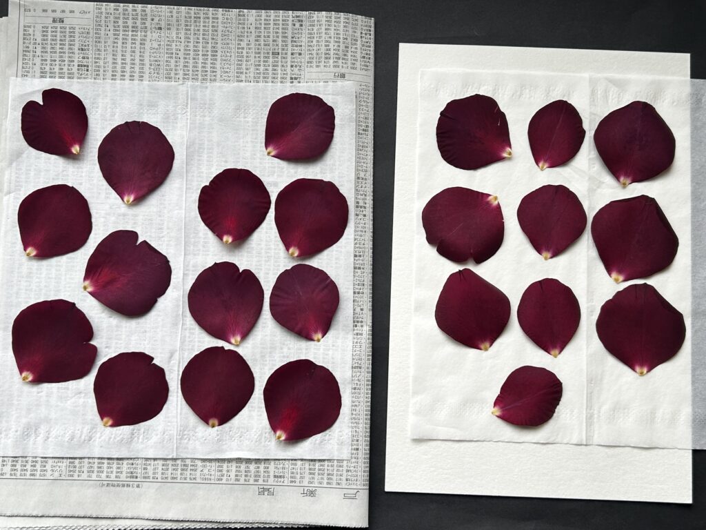 押し花シートで作ったバラの押し花と、新聞紙とティッシュを使って作ったバラの押し花の仕上がりを比較した写真。どちらも大きな差がなく、家庭の材料でもきれいに押し花が作れることが分かる。